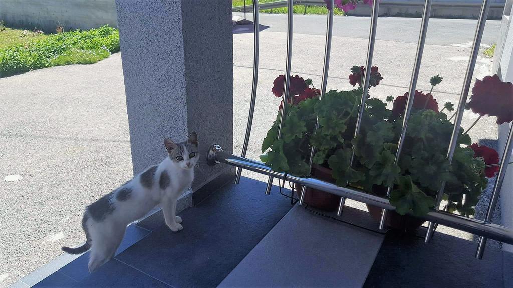Guesthouse Samolov Vrhovine Kültér fotó